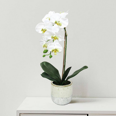 Natural Artificial Flower Plant 53cm